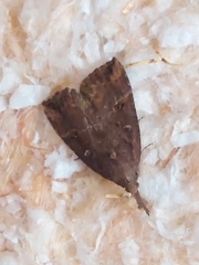 Hypena rostralis