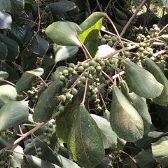 Alchornea glandulosa