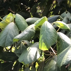 Alchornea glandulosa