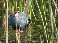 Porphyrio poliocephalus