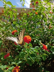 Iphiclides podalirius