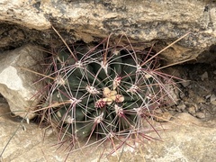 Hamatocactus hamatacanthus hamatacanthus