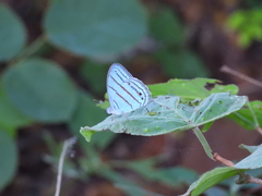 Cepheuptychia glaucina