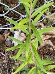 Asclepias tuberosa