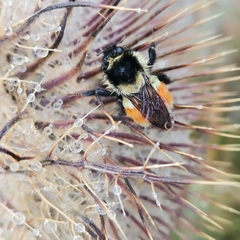 Bombus ephippiatus