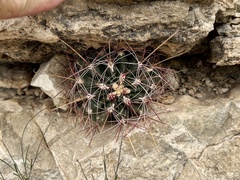 Hamatocactus hamatacanthus hamatacanthus