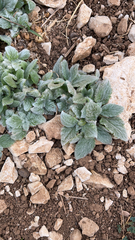Stachys byzantina
