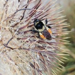 Bombus ephippiatus