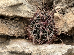 Hamatocactus hamatacanthus hamatacanthus