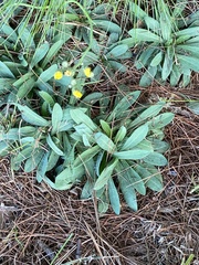 Pilosella caespitosa