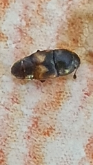 Carpophilus hemipterus