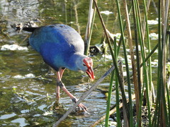 Porphyrio poliocephalus