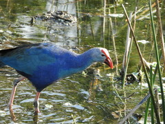 Porphyrio poliocephalus