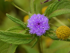 Phyllocephalum scabridum