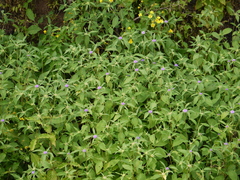 Phyllocephalum scabridum