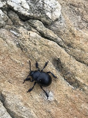 Timarcha tenebricosa