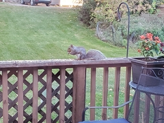 Sciurus carolinensis