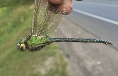 Aeshna viridis