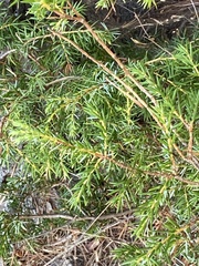 Juniperus communis