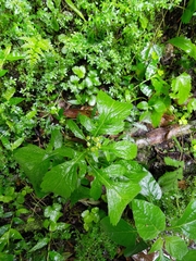 Dichrocephala integrifolia