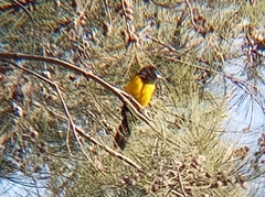Icterus wagleri