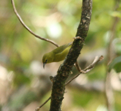 Chlorodrepanis stejnegeri