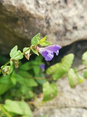 Scutellaria galericulata
