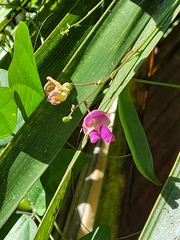 Phaseolus polystachios