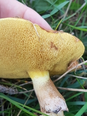 Suillus collinitus