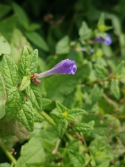 Scutellaria galericulata