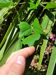 Phaseolus polystachios