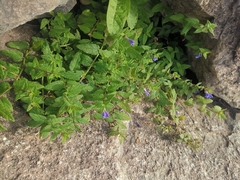 Scutellaria galericulata
