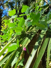 Phaseolus polystachios