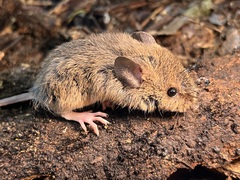 Oligoryzomys flavescens