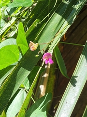 Phaseolus polystachios