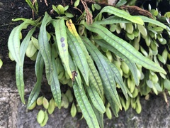 Lepisorus thunbergianus