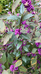 Callicarpa dichotoma