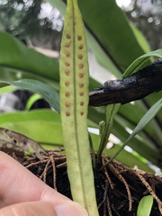 Lepisorus thunbergianus