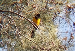 Icterus wagleri