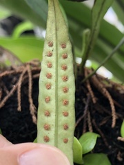 Lepisorus thunbergianus