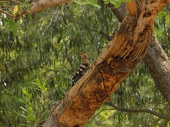 Upupa epops africana