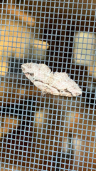 Costaconvexa centrostrigaria