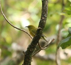 Chlorodrepanis stejnegeri