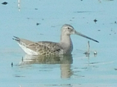 Limnodromus scolopaceus
