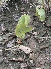 Acourtia nana