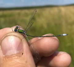 Lestes virens vestalis