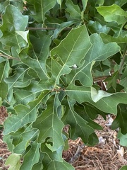 Quercus prinoides