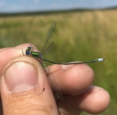 Lestes virens vestalis