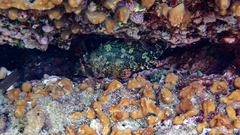 Scorpaena maderensis