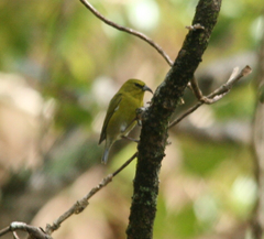 Chlorodrepanis stejnegeri